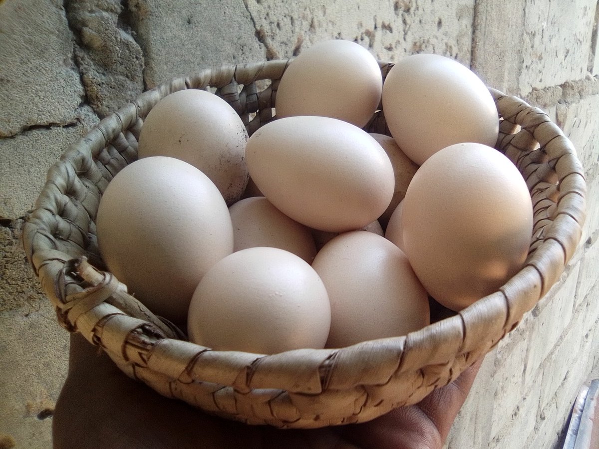 Empire of Guanduania ☮️ tweet media