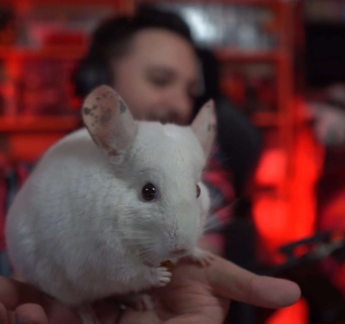 Baity te ofrece tremenda chinchilla

¿Aceptas?