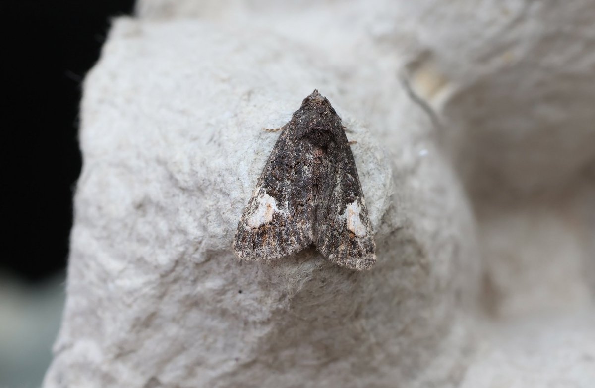 This Druid was the pick of the migrants in my VC15 trap today, along with 3 Limbata, Small Mottled Willow & 17 Silver Y. @MigrantMothUK @mothsinkent @trapsite