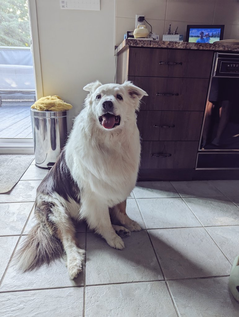 Skye is on breakfast crumb patrol.