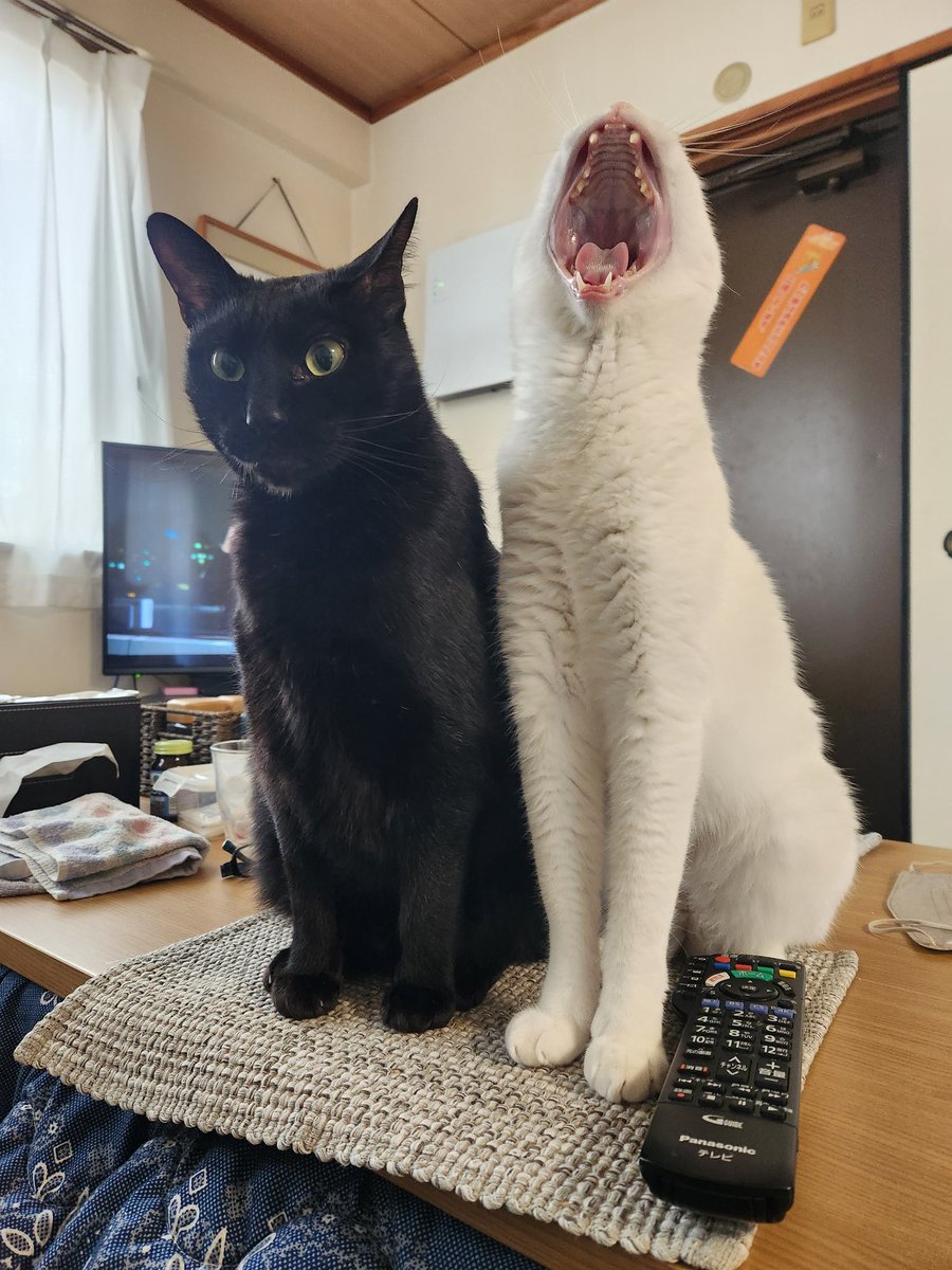 #猫変顔グランプリ