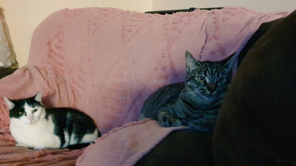 Magician refused to let Azula be without a friend. Azula hates this.