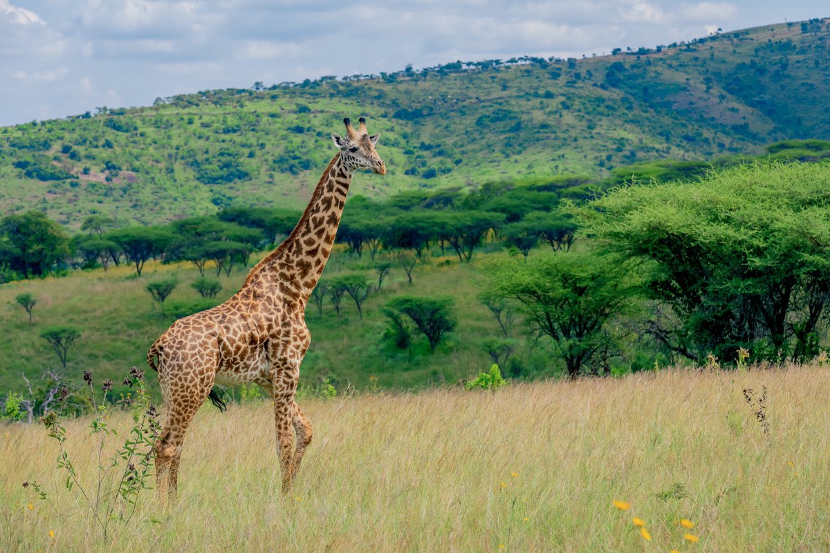 djasiri12's tweet photo. Go tall, aim high, shoot candid
📸 @djasiri12
Watch out for slide 2 👉🏼
@visitrwanda_now @Storykast_ #Rwanda #Rowt #akagera https://t.co/a3z7n1Khgl