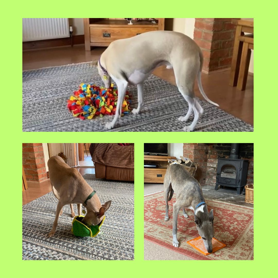 Just For Whippets tweet media