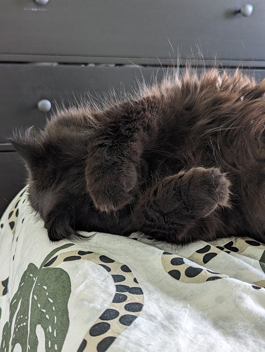 Jackson The Cat tweet media