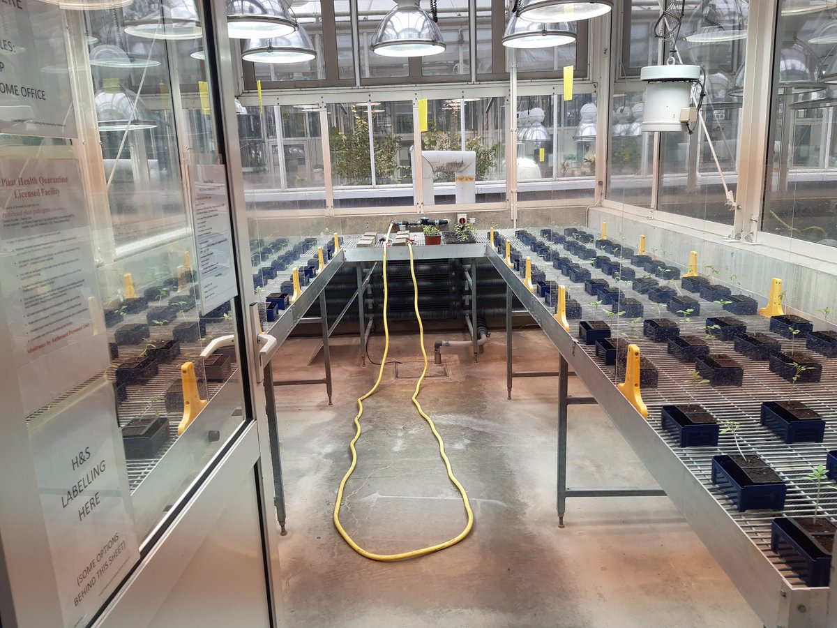 Sara Franco Ortega (@sarafrancoorteg) on Twitter photo Last experiment at <a href="/FeraScience/">Fera</a> with <a href="/DaNarinoR37/">Daniel Nariño Rojas</a> and Karla Cardenas Gómez
#phages, it's time to work 💪 #bacterialwilt 🍅
<a href="/Andrea_L_Harper/">Dr Andrea Harper</a> @FrimanScience Last experiment at <a href="/FeraScience/">Fera</a> with <a href="/DaNarinoR37/">Daniel Nariño Rojas</a> and Karla Cardenas Gómez
#phages, it's time to work 💪 #bacterialwilt 🍅
<a href="/Andrea_L_Harper/">Dr Andrea Harper</a> @FrimanScience