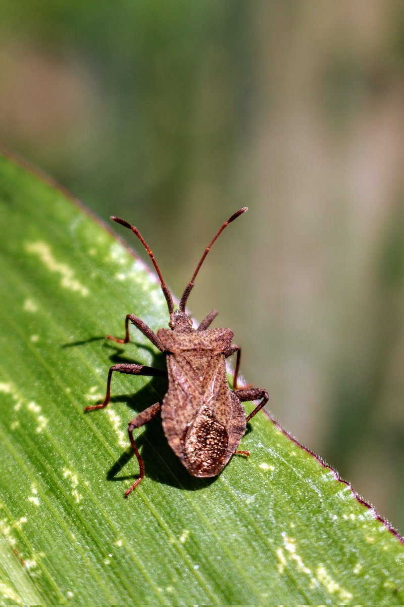 MineEin1's tweet photo. Coreus marginatus, Dock Böceği 🧐📷
#natural #photography #doğa #animals #species #natural #macrophotography #macro #BBCWildlifePOTD #dockböceği #coreusmarginatus #hangitür https://t.co/TQOBrQPAyZ