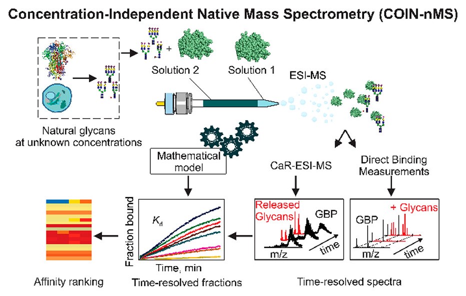 ACSCentSci's tweet photo. John Klassen &amp; co-workers @ualbertachem describe a breakthrough screening technology that enables the measurement of absolute ligand affinities for glycan-binding proteins using natural libraries of glycans at unknown concentrations

NEW #ASAP https://t.co/vt7oDafxHk https://t.co/eoPWo7ALJR