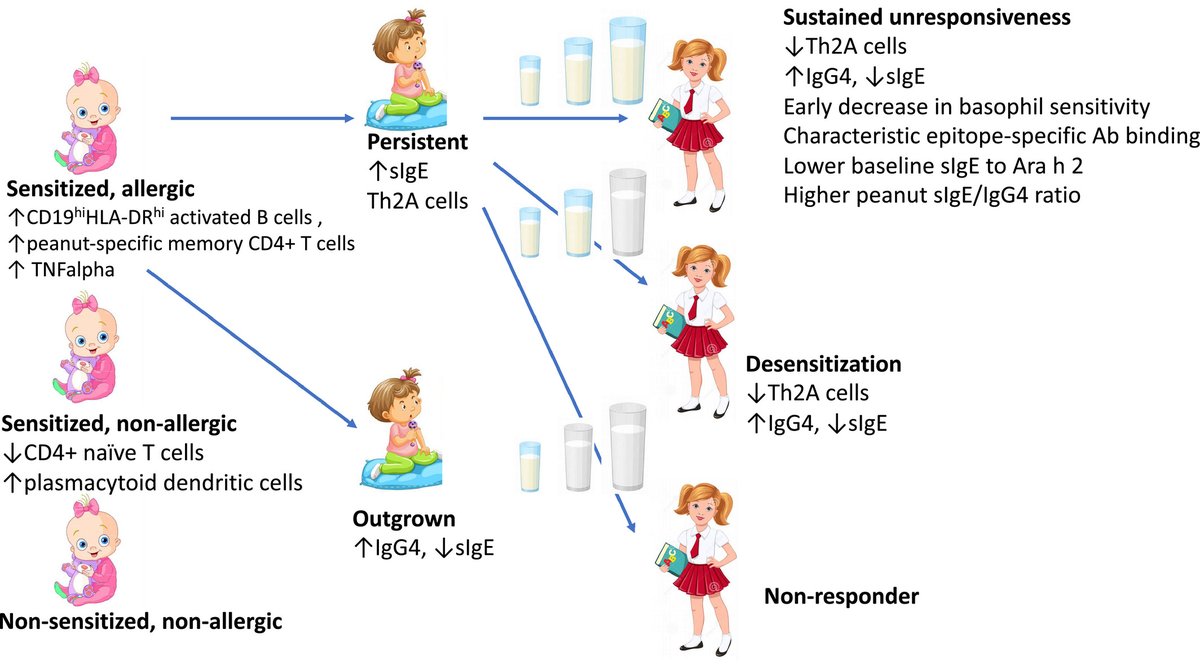 pai_eaaci's tweet photo. #MostViewed2022 #OpenAccess
📢 6)Update on #FoodAllergy.
Read the article by Peters et al here👉https://t.co/sci8CdZmXF👏 @DrRachelPeters @alex_fsantos @MCRI_for_kids @KingsCollegeLon
#PAI_journal #BasophilActivationTest #Biologic #diagnosis #IgE #immunotherapy #SkinPrickTest https://t.co/YlFYEZsWN8