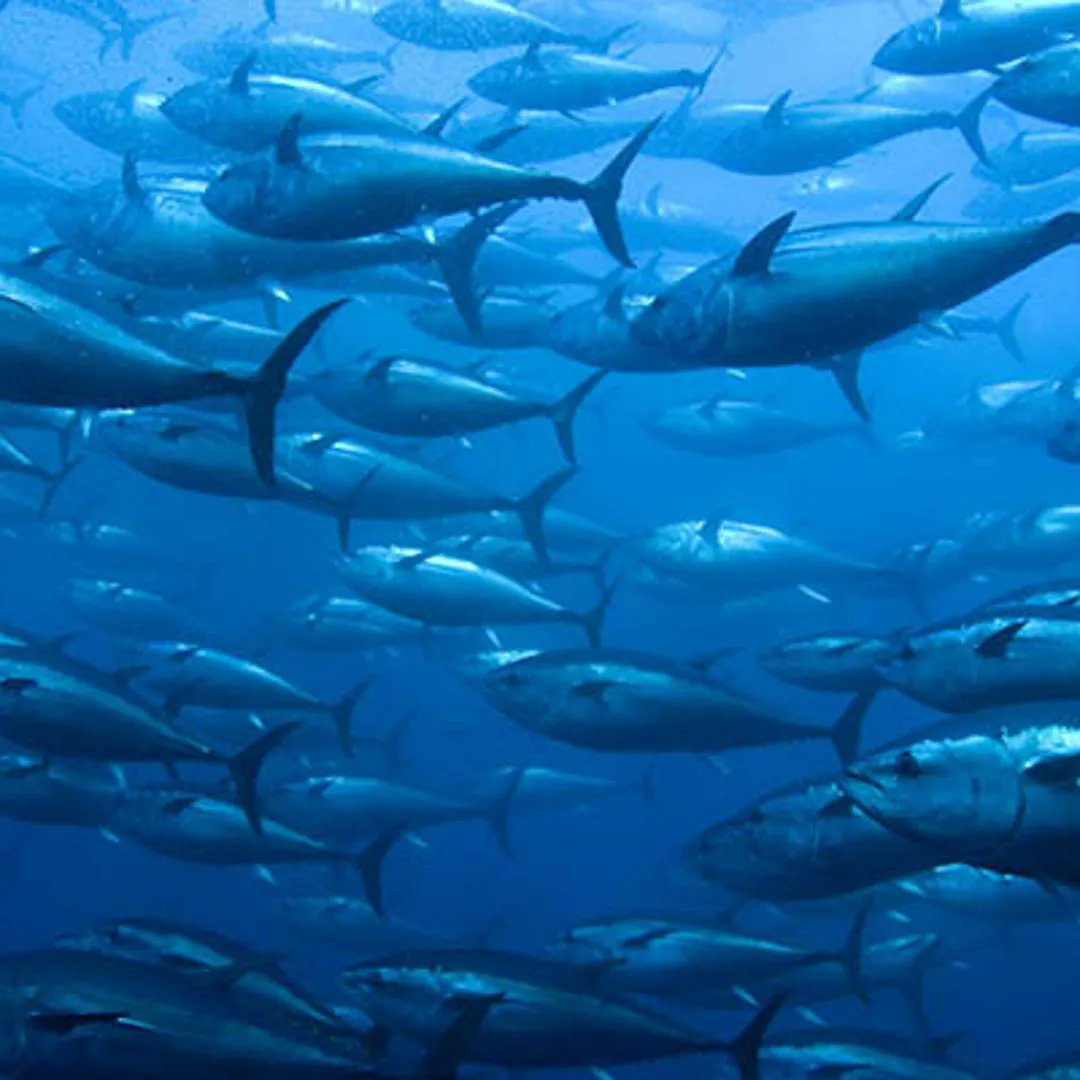 AANS | Sea Farmers tweet media