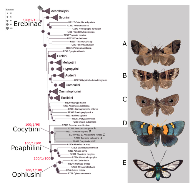 The Bulletin of the SSB is pleased to announce the publication of a paper by Reza Zahiri and colleagues that uses sequence data collected from museum specimens to determine the phylogenetic affinities of the moth genus Egybolis: doi.org/10.18061/bssb.…