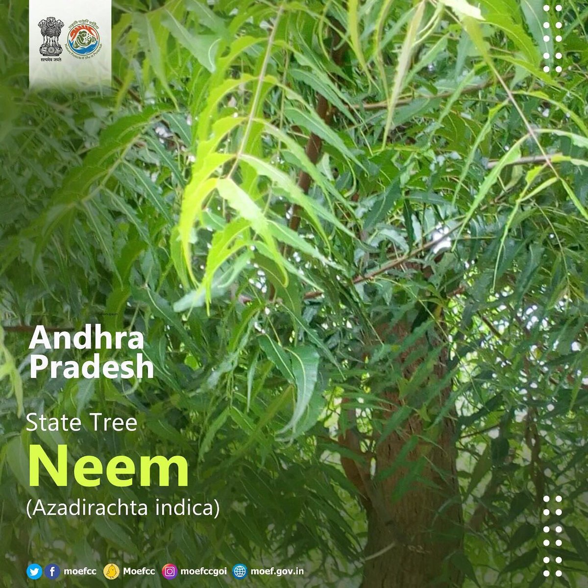 moefcc tweet picture