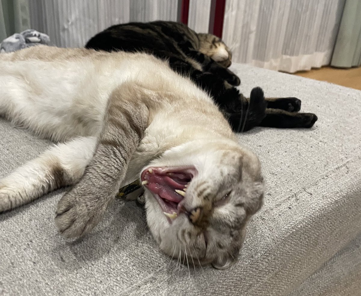 #猫変顔グランプリ
にゃんハザード