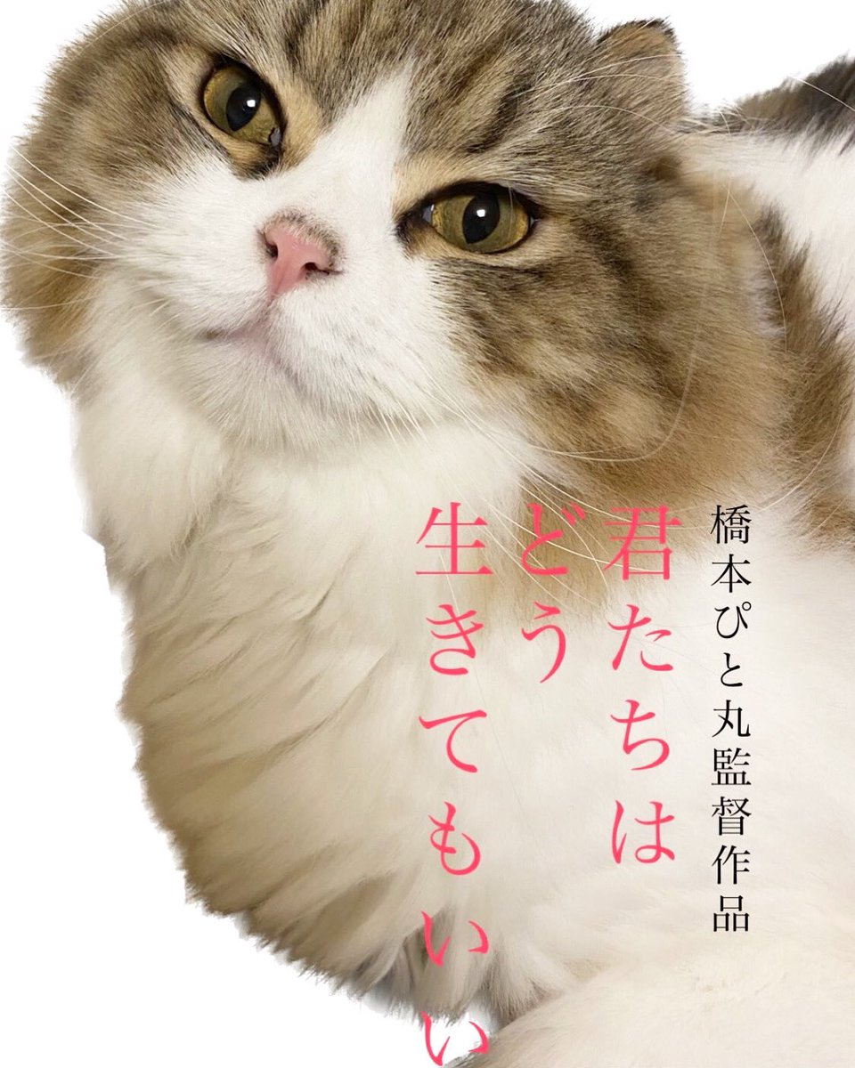 daruma_pitomaru's tweet photo. #君たちはどう生きるか https://t.co/8U8PckMbUd