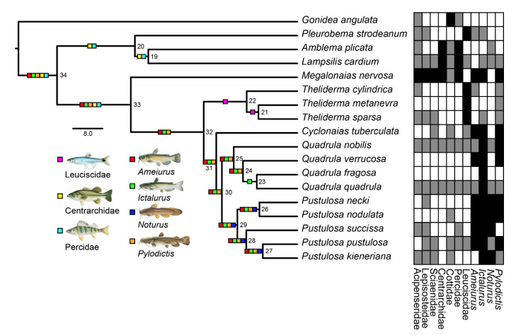 he Bulletin of the SSB is thrilled to announce the publication of a paper by Sakina Neemuchwala and colleagues about the evolution of parasitic life histories in the freshwater mussel tribe Quadrulini: doi.org/10.18061/bssb.…