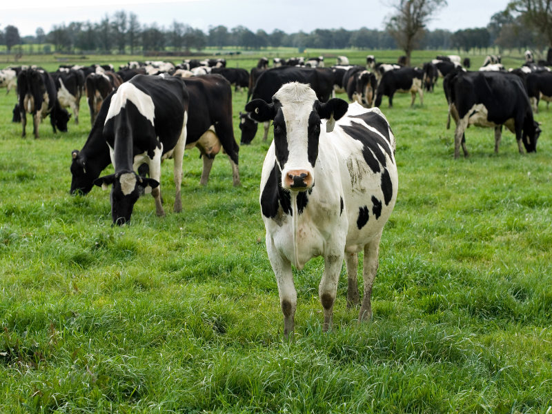 rfeagas's tweet photo. 🐄 Actualizada la #normativa para la coordinación y funcionamiento en España del sistema de #control del rendimiento #lechero.
✅ Tiene la finalidad de determinar el valor #genético, los méritos u otras capacidades de los #reproductores.
🔗 https://t.co/SEyJkcyRyR https://t.co/0KcQtokn9n