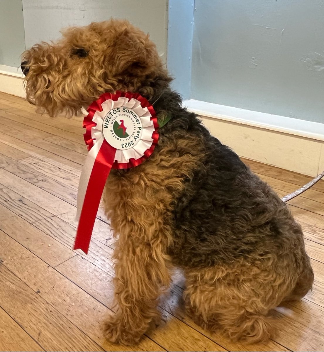 I really enjoyed myself at the <a href="/WELTOS_UK/">weltos</a> summer party! The Welshies were absolutely adorable, and the agility races were so much fun - it was pure chaos!
#weltos #dogs #welshterrier