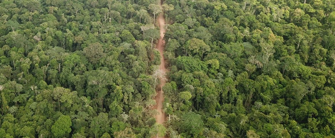 Face à une demande en bois en constante augmentation &amp; à une exploitation excessive, le réseau <a href="/TropMgdForests/">Tropical Managed Forest Observatory</a>, coordonné par le #Cirad, propose de suivre l’évolution de #forêts tropicales exploitées &amp; de se caler sur le rythme des arbres.
#AmazonSummit
👉 cirad.fr/les-actualites…