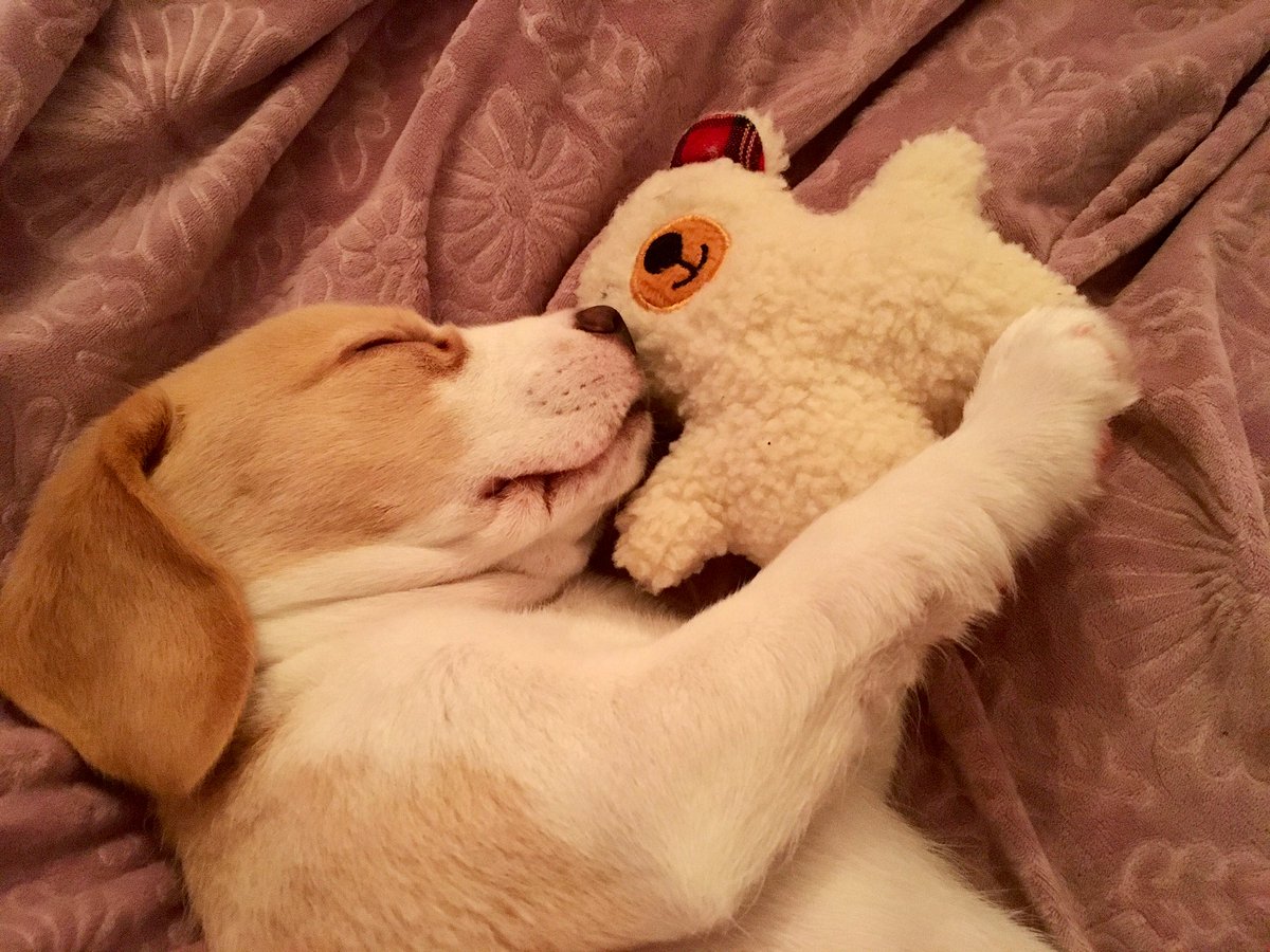 Beagle Facts tweet media