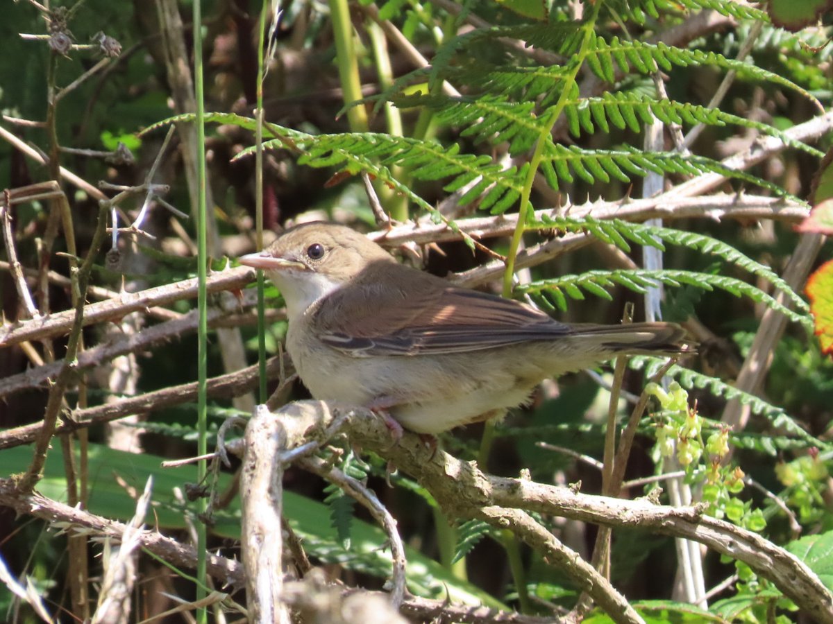 Viv21's tweet photo. Whitethroat &amp; Swollow &amp; Poowfoot Beach.. https://t.co/pJ6CnCiWTL