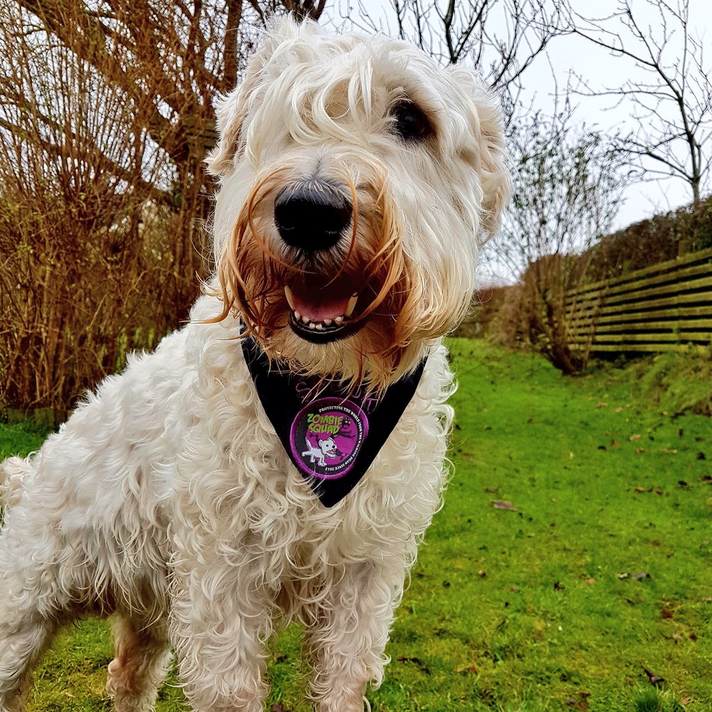 GENERAL KYLO🏅 & 🌈SPROCK🌈🇬🇧💚💖🩵🐾#ZSHQ tweet media