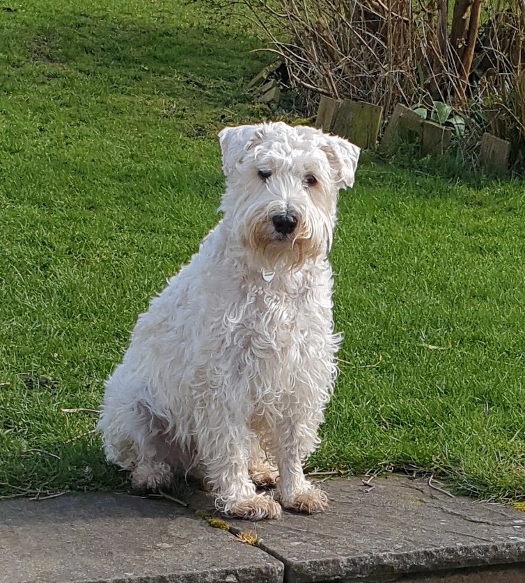 GENERAL KYLO🏅 & 🌈SPROCK🌈🇬🇧💚💖🩵🐾#ZSHQ tweet media