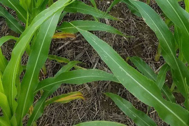 The severity of N loss from extreme summer rainfalls and how you react depend on many factors. Learn more from Soil Fertility Specialist Dr. Charlie White, here👇extension.psu.edu/what-is-the-po…