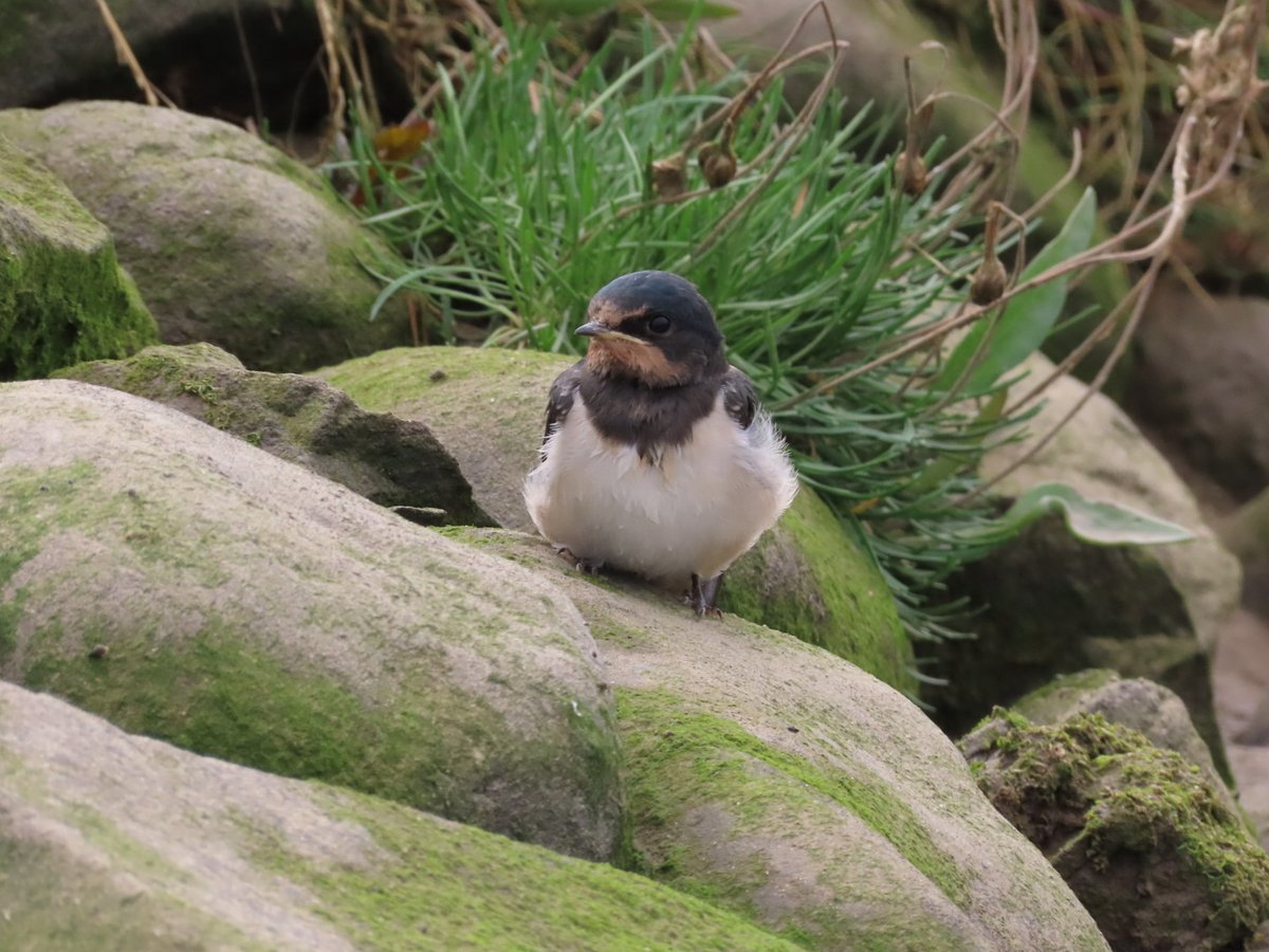 Viv21's tweet photo. Whitethroat &amp; Swollow &amp; Poowfoot Beach.. https://t.co/pJ6CnCiWTL