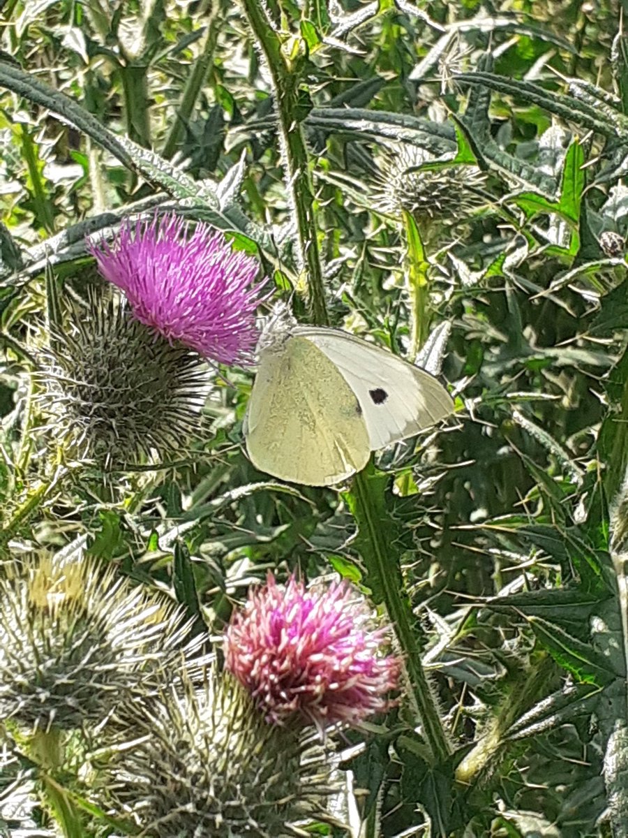 15 min butterfly count today at Natures Rest 46 in a very small area  the #Grasshopperwarbler is also back again this year  but i couldn't find it!  <a href="/NDevonBiosphere/">North Devon Biosphere</a>  #nature #naturefriendlyfarming #ButterflyCount #butterflies