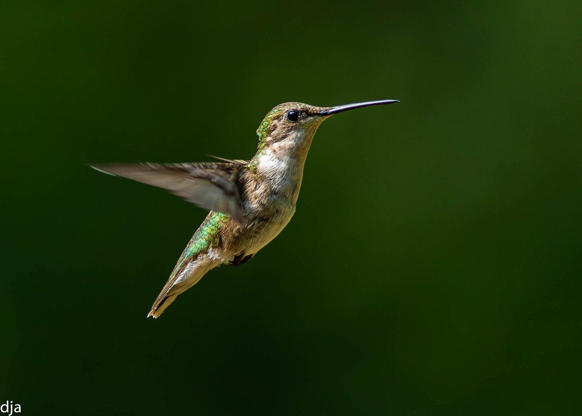 Ruby-throated Hummingbird (female). #birdphotography #Canon #NaturePhotography #Nature #Hummingbird #Birding #birdwatching