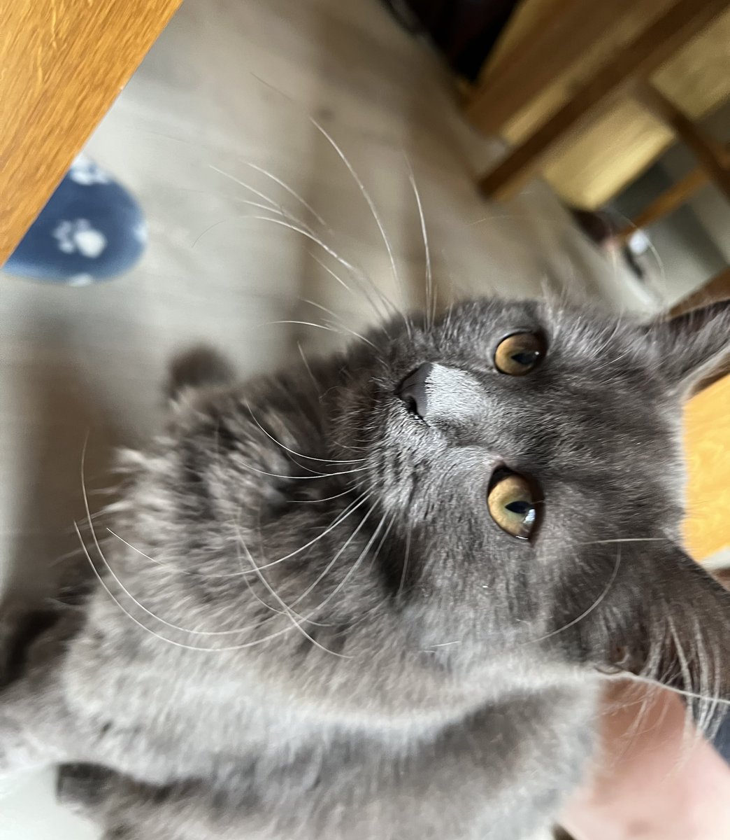 talisman_cat's tweet photo. My niece Anastasia with her contribution to #whiskerswednesday https://t.co/pCh66sU9gY