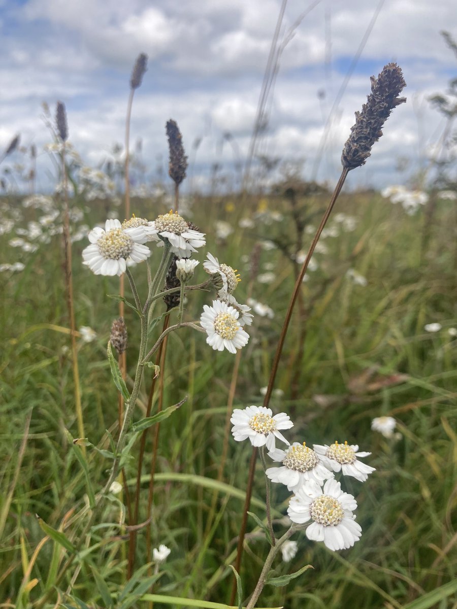 Jennifer McElwain tweet media