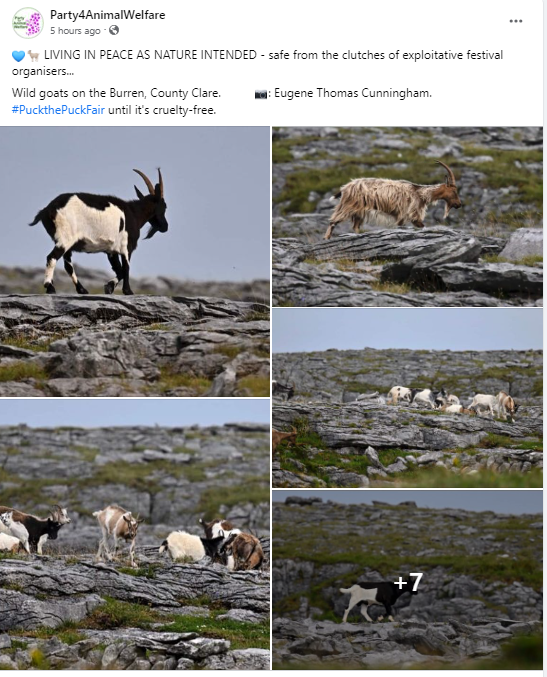 AnimalPartyIE's tweet photo. ππ LIVING IN PEACE AS NATURE INTENDED - safe from the clutches of exploitative festival organisers...
Wild goats on the Burren, County Clare. π·: Eugene Thomas Cunningham.
#PuckthePuckFair until it's cruelty-free.
#PuckFair https://t.co/UKA7pwpItb