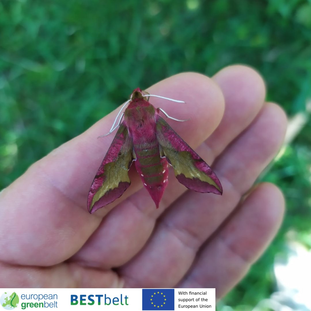 ReteItalia_EGB's tweet photo. How beautiful to work to preserve this buzzing, fluttering, jumping, pollinating life! Here some bugs'life pics from #Lusevera meadows! 
Stay tuned on our #BESTbeltProject on our Fb and Insta accounts!
#europeangreenbelt #riegb #fvg #eu_env #biodive https://t.co/MiKrHtkObm