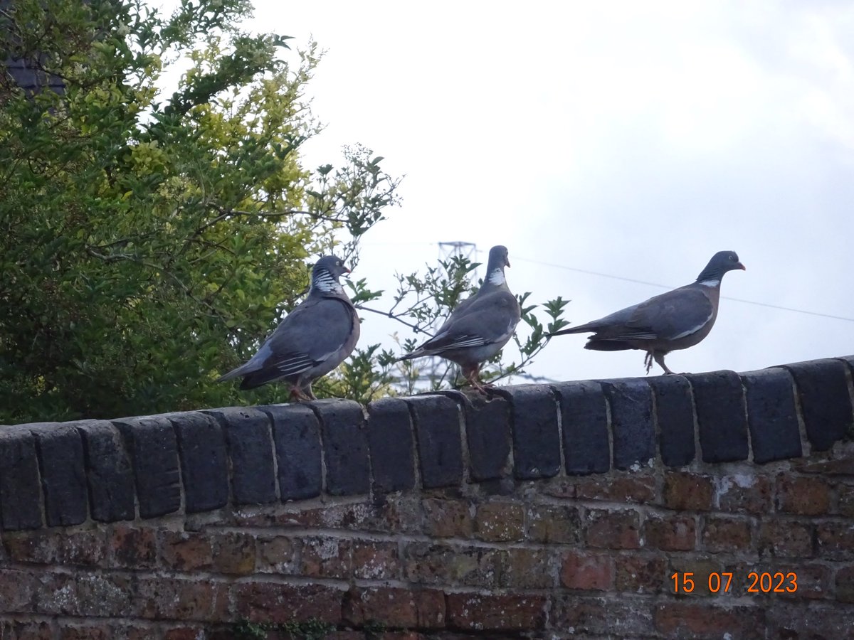 tractormadlive1's tweet photo. @sykesjeff Threes  a crowd and all that , hawksbury canal bridge . https://t.co/e9gPbrVJdJ