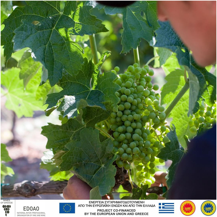 🍇Experience the allure of PGI Verdea of Zakynthos(ΠΓΕ Βερντέα Ονομασία Κατά Παράδοση Ζακύνθου), a historic wine with a rich legacy. 🌞Indulge in its distinctive oxidative and dry-fruity style, and witness the transformation of modern producers. #eternallymodern