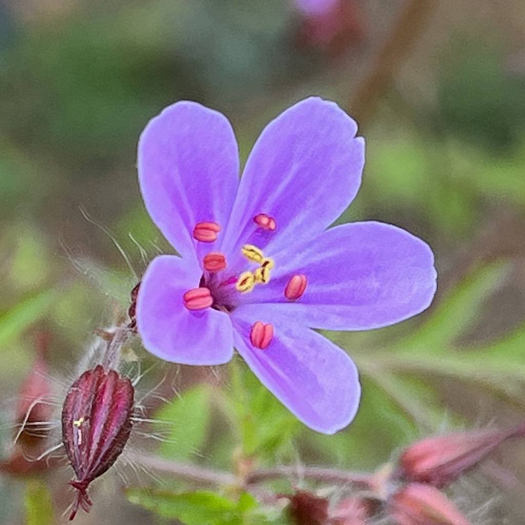 AnecDote0401's tweet photo. ヒメフウロは小さな花が咲く「風露草」。花弁は5枚、淡い紅色に濃い紅色の縦筋が2本入ります。花言葉は「静かな人」「人知れずの愛」。
For more -> https://t.co/1N2dDjy5Ei
#HerbRobert #Geraniumrobertianum #ヒメフウロ #姫風露 #DeathComeQuickly #シオヤキソウ #塩焼草 #RobertGeranium https://t.co/sBBAHb7V3I