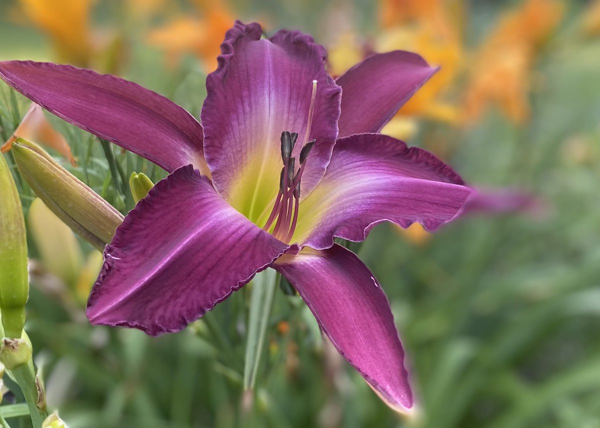 A beautiful, cool summer morning in Iowa.  The days are long and the daylilies have been wonderful! On the left “Adventures in Oz” (Herrington-H. ‘14) and “Boy’s Night Out” (Davisson-J. ‘15). #daylily #daylilies #flowerphotography #flowers #GardenersWorld #GardeningTwitter