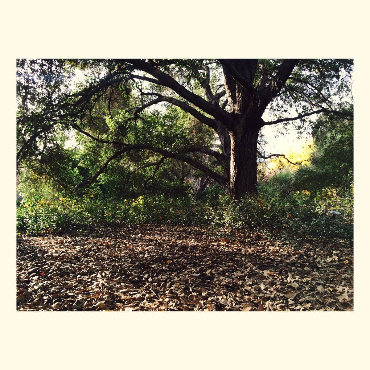 Don’tcha wanna sit under an umbrella
Of an oak and write a book?
-Up to Me by The City and the Sea #thecityandtheseamusic #nature #girlguitarist #author #writer