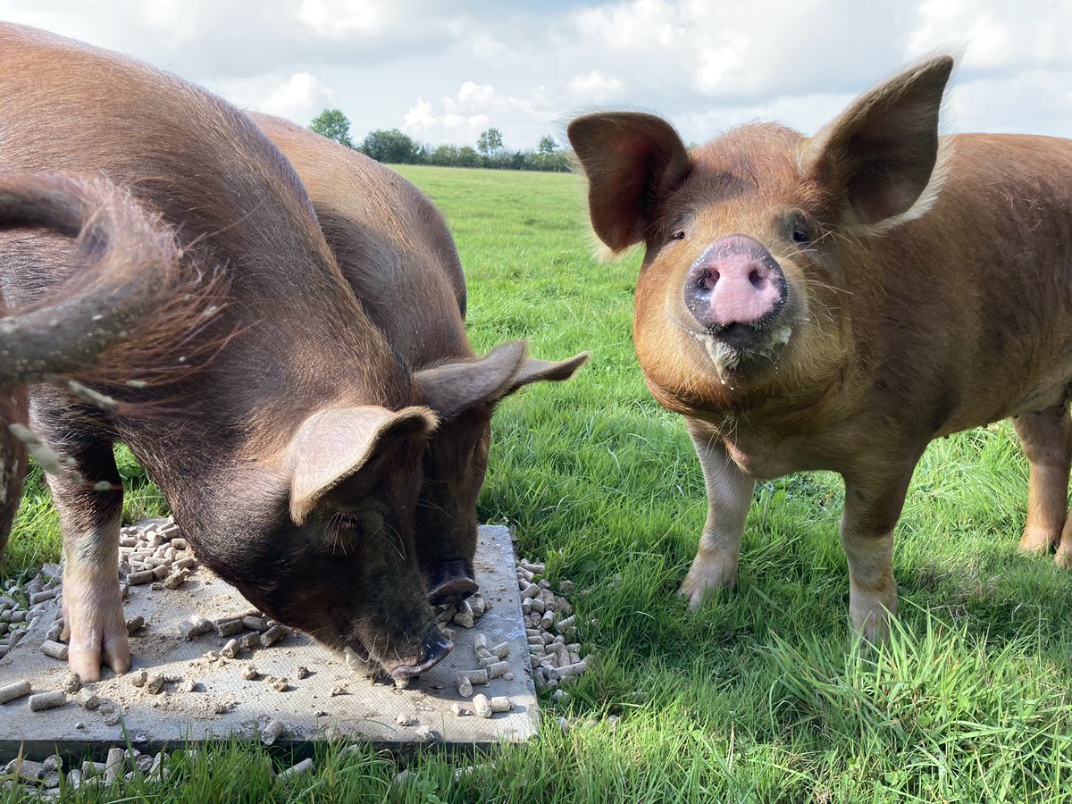 Dorset_NL's tweet photo. 🚜🌾Our Farming in Protected Landscapes team have seen some fantastic benefits to #Nature over the past 2rs, #SmallChanges make a huge difference. The programme runs until 2025 and has £1million still available to award in the Dorset AONB.
🔗https://t.co/TAzotWdPLF #Defra #Fwagsw https://t.co/cKktQKInIi