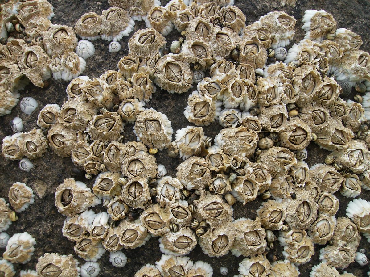 ISOLBE 2023 tweet media