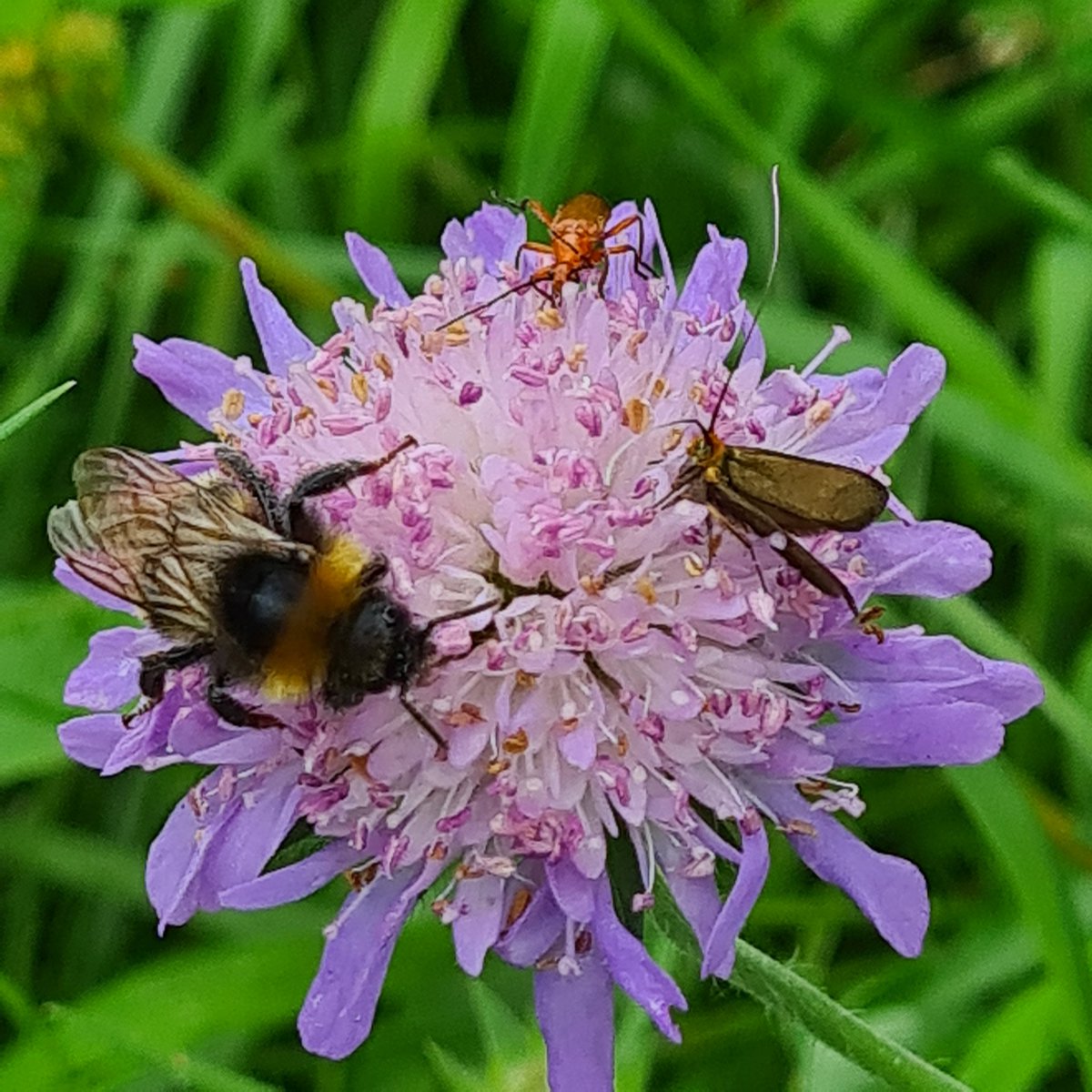 EnnisJones2's tweet photo. @WebsWild Field Scabious is coming into its own now - alive with Bees, Soldier Beetles and Brassy Longhorn day flying moths #wildwebswednesday #Glos https://t.co/c056dXj84L