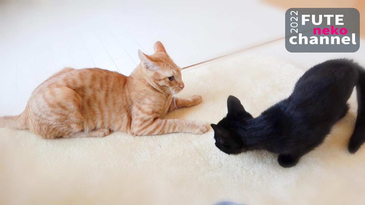 Meow Moe on X: 