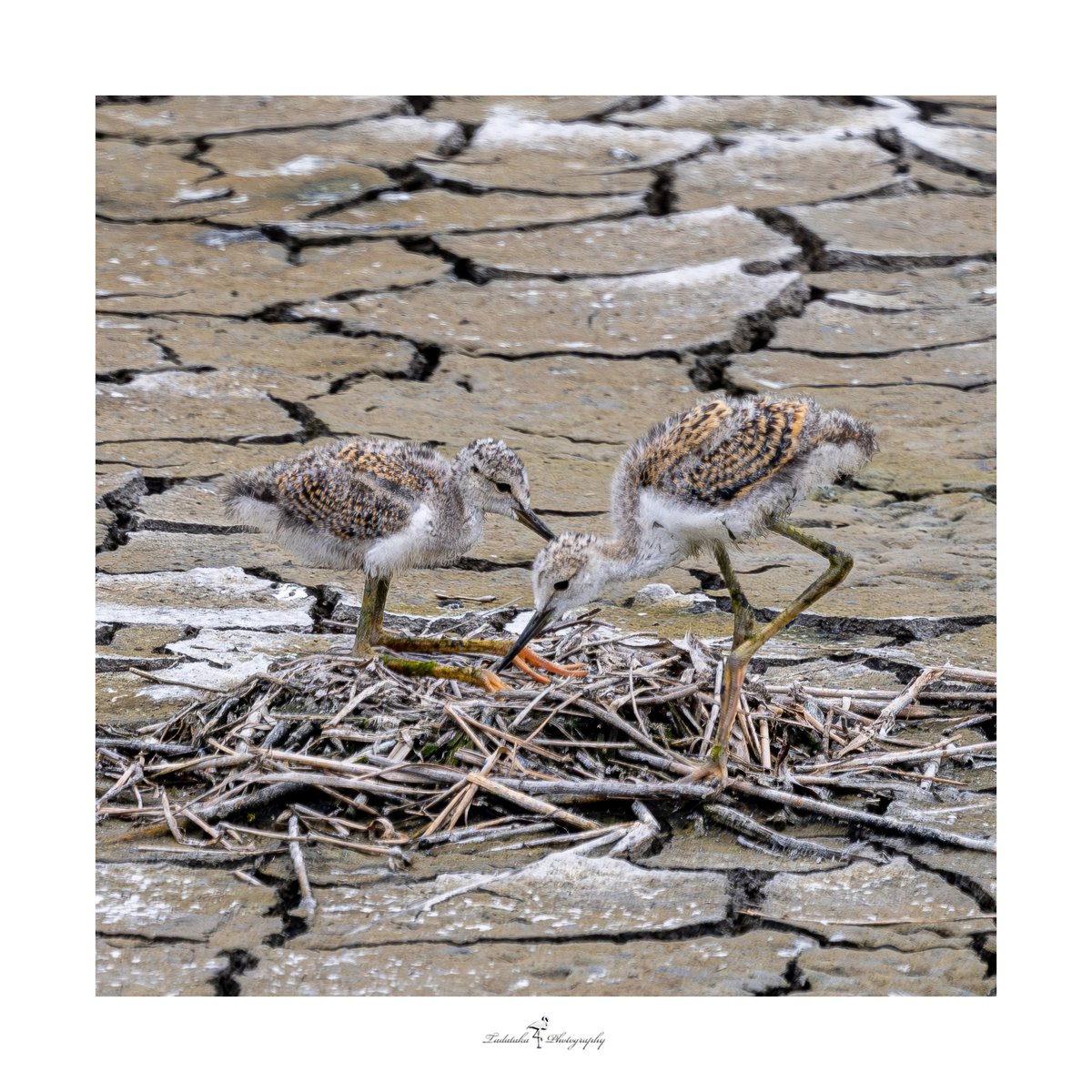 🦆成長記録　fluttering of the wings セイタカシギ　雛、15日目　 羽ばたき。 ＃BlackWingedStilt＃#camera #photo #野鳥撮影 #野鳥のいる風景 #バードウォッチング #birdwatching #birdsofinstagram #birders #birds_brilliance #wide_bird_photography #japan_nature_photo #wide_birds