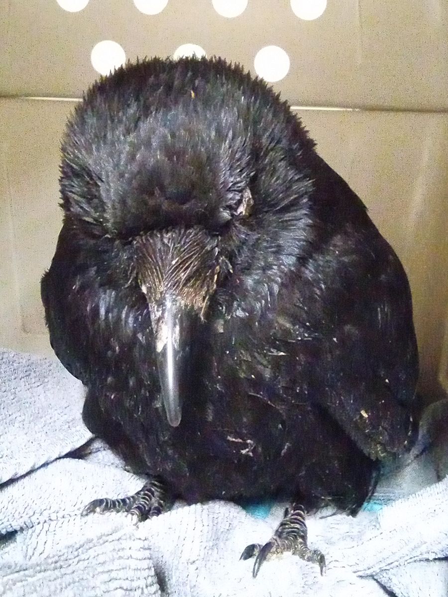 Love Story
Vrachtwagenchauffeur stopte voor een zielig zwart, bijna levenloos, hoopje op de weg.
Omdat het ons niet meteen lukte elkaar te treffen, ging het hoopje mee naar huis. Thuis waren 2 katten, dus tijdens het werk ging het hoopje mee op de vrachtwagen, er ontstond een