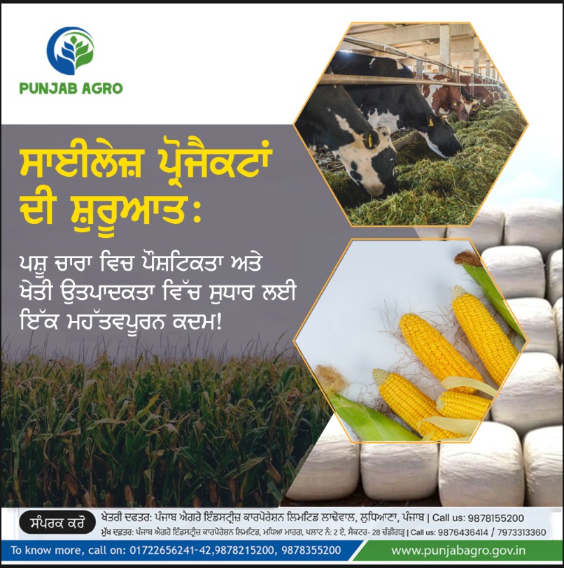 PBAgroOfficial's tweet photo. ਵਧੇਰੇ ਜਾਣਕਾਰੀ ਲਈ ਕਾਲ ਕਰੋ 0172-2656241-42, +91 9878215200, +91 9878355200 
ਵੈਬਸਾਈਟ: https://t.co/w6TzYx59QJ

#PunjabAgro
#MaizeSilage
#FermentationProcess
#NutritionalNeeds
#FarmersSupport
#FeedTechnology
#CropProductivity
#LivestockHealth
#FarmInnovation https://t.co/pbIicrB8is