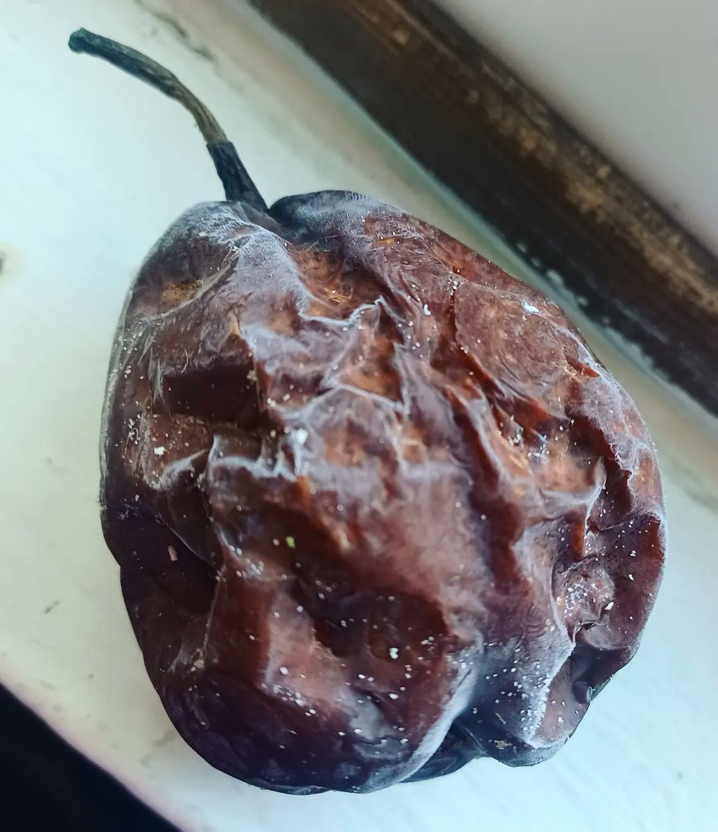GelaRediger's tweet photo. 2 years ago, I purchased a promiscuous pear that I could not part ways with. And I still have it. She's lost her youth a little, but we all get cold and wrinkly in time. 

Anyways, yeah, there's that. 🍐 https://t.co/FOXhRpZf1B