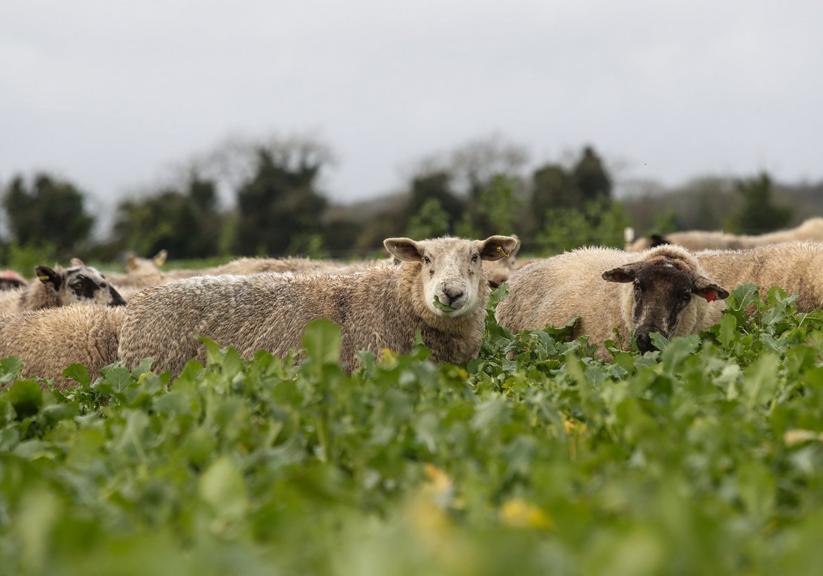 Germinal GB tweet media