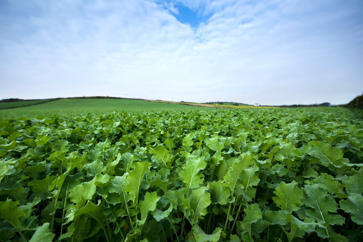 Germinal GB tweet media