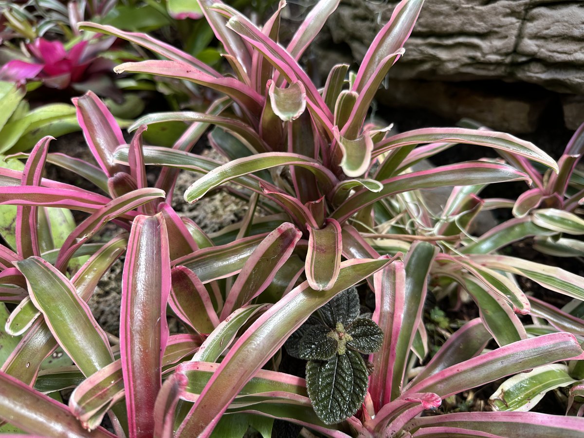 Love these Variegated Fireball Neoregelia (Neoregelia cv. 'Donger') Bromeliaceae 

...now that's a mouthful!!! 😜